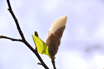 Bud of Kobushi magnolia - Magnolia kobus. It is called 