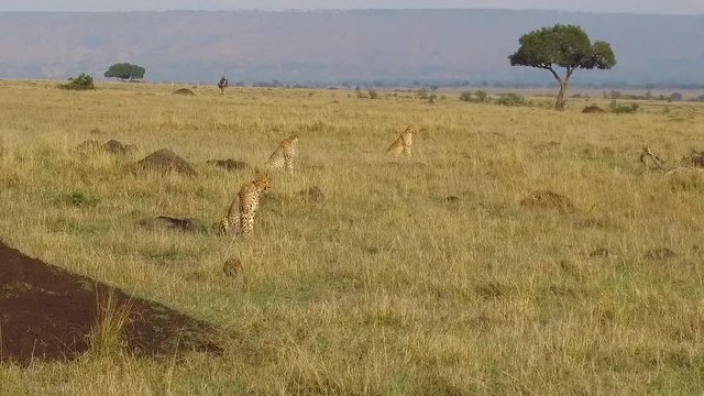 cheetahs hunting in savanna at africa