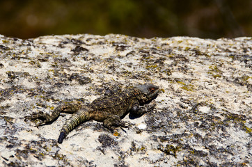 Lizard on a gray stone in the mountains of Georgia on a blurred background.