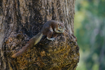 The small squirrel.