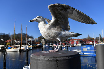 Eine Möwe in Nahaufnahme beim Start imHafen von Eckernförde © bevisphoto