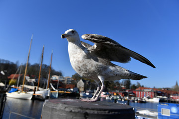 Eine Möwe in Nahaufnahme beim Start imHafen von Eckernförde