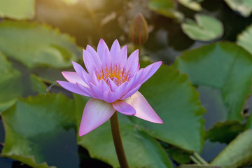 Beautiful purple lotus flower