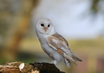 Portrait of a Barn Owl perched on a tree stump