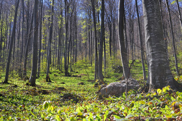 Wild garlic or bear garlic growing in forest in spring. Ramson field under a mountain