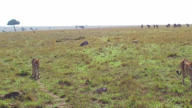 cheetahs and wildebeests in savanna at africa