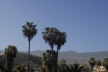 Teneriffa Planzenwelt,Natur,Reisen,Teide