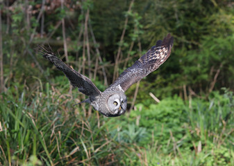 Close up of a Great Grey Owl in flight over a pond in woodland