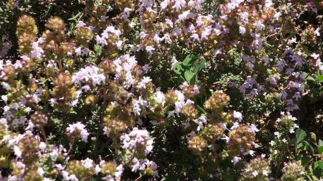 Pollination of thyme at spring, with a bee