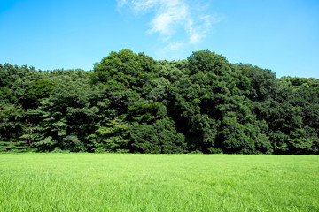 草原と森