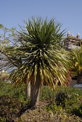 teneriffa,loro park,vögel ,blumen,delfine