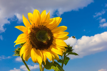 Sunflower with bumblebee