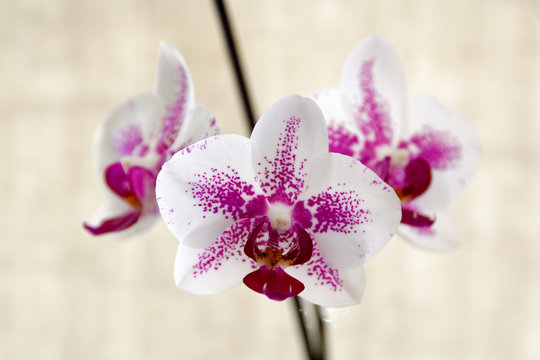 White and violet orchid
