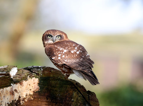Portrait of a Little Owl perched on a tree stump