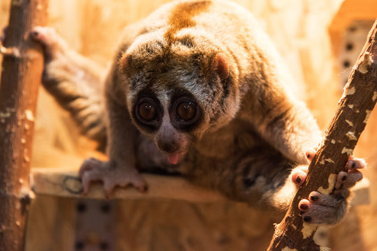 The Beautiful Slow Loris