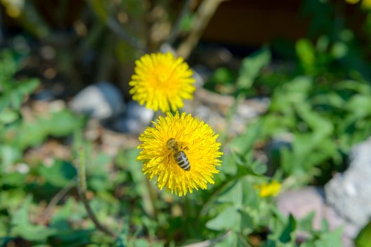 Biene im Anflug auf Löwenzahn Blume