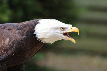 Close up of a Bald Eagle calling