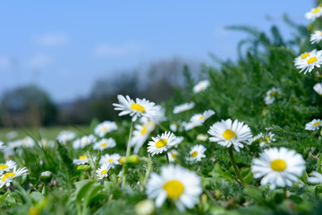 Margeritenfeld bei Sonnenlicht am Tag auf gr&uuml;nem Feld