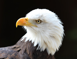 Close up of a Bald Eagle with black background