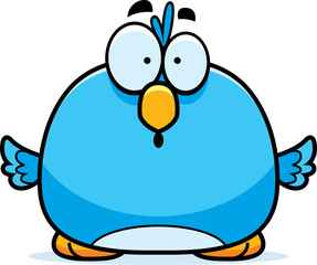 Surprised Little Bluebird