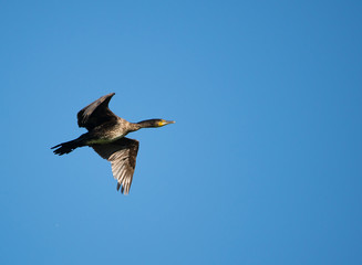 cormorano