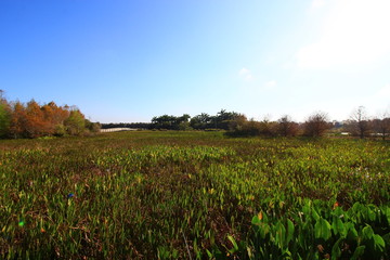 Wetlands