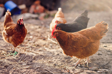 Free range chicken on a traditional organic poultry farm.