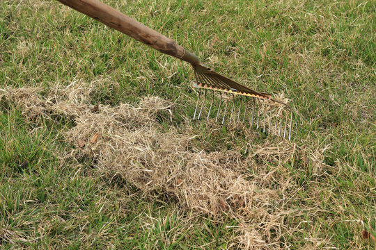 Spring care for lawn, manual scarification of lawn with fan rakes.