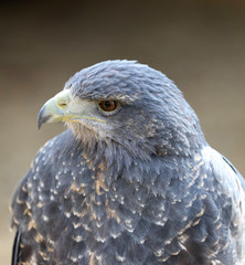 Portrait of a Chilean Blue Buzzard Eagle