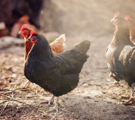 Free range chicken on a traditional organic poultry farm.