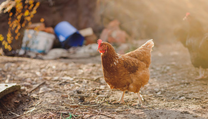 Poulet fermier dans une ferme avicole biologique traditionnelle.