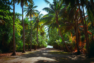 South Beach Palm Tree Covered Alley