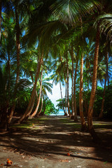 Obraz premium South Beach Palm Tree Covered Alley
