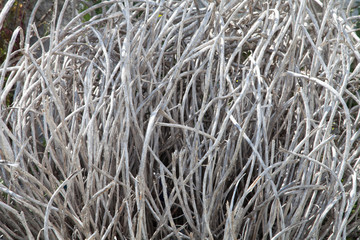 dry bush