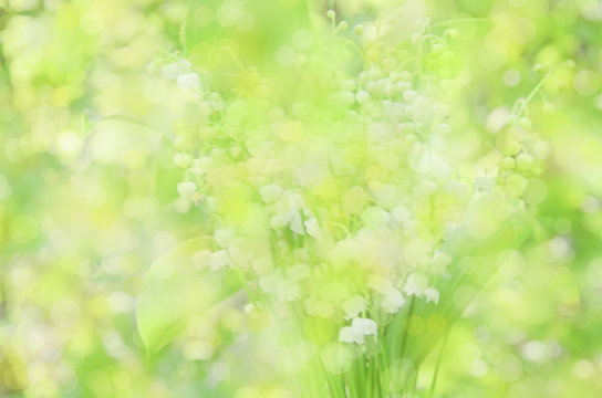 lily of the valley blur bokeh summer background