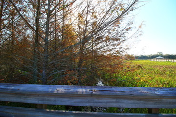 Fototapeta premium Wetlands