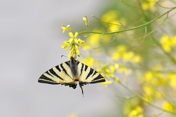 Iphiclides podalirius, Scarce swallowtail Butterfly feeding on yellow flower with a beautiful green background