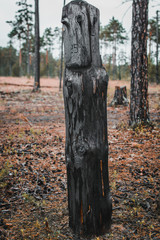Pillar in the forest
