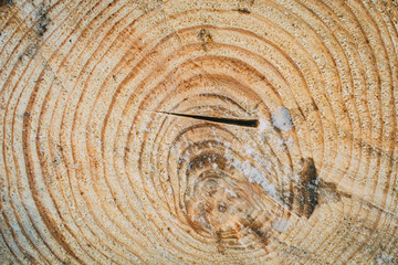 Fototapeta premium Wooden background