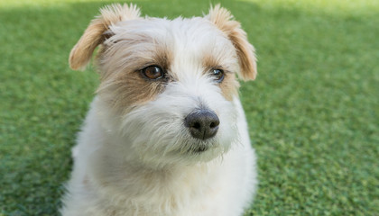 Hundekopf eines Jack Russell Terrier 