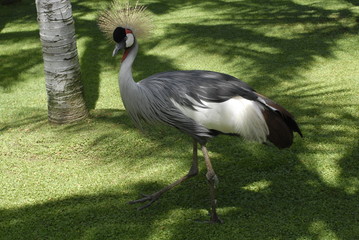 teneriffa,meer,urlaub,vögel