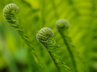 Ferns