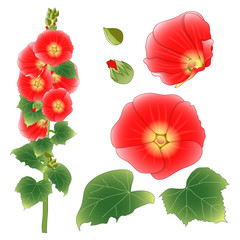 Alcea Rosea - hollyhocks, Aoi in the mallow family Malvaceae. Orange Red Flower Color. isolated on White Background. Vector Illustration