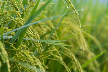 Green rice field