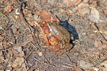 Love the frogs in the spring