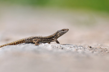 Podarcis muralis, Common wall lizard on stone wall