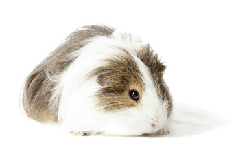 Longhair Guinea pig isolaed on white background