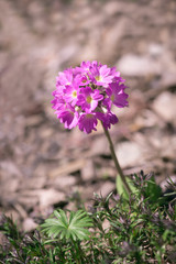 Obraz premium Kugel-Primel (Primula denticulata) 