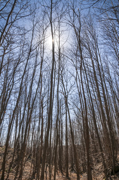 Etna bosco di faggi
