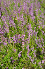 Blooming Heather (lat. Calluna vulgaris) closeup